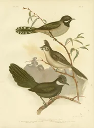 Whipbird occidental, 1891